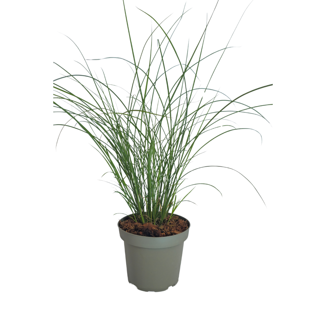 Miscanthus sinensis 'Gracillimus' (Zierreisigras) – 6 Pflanzen, Ø12 cm – Bild 4