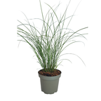 Miscanthus sinensis 'Gracillimus' (Zierreisigras) – 6 Pflanzen, Ø12 cm