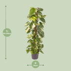 Epipremnum Pinnatum (scindapsus) – Ø24 cm, 120 cm de haut
