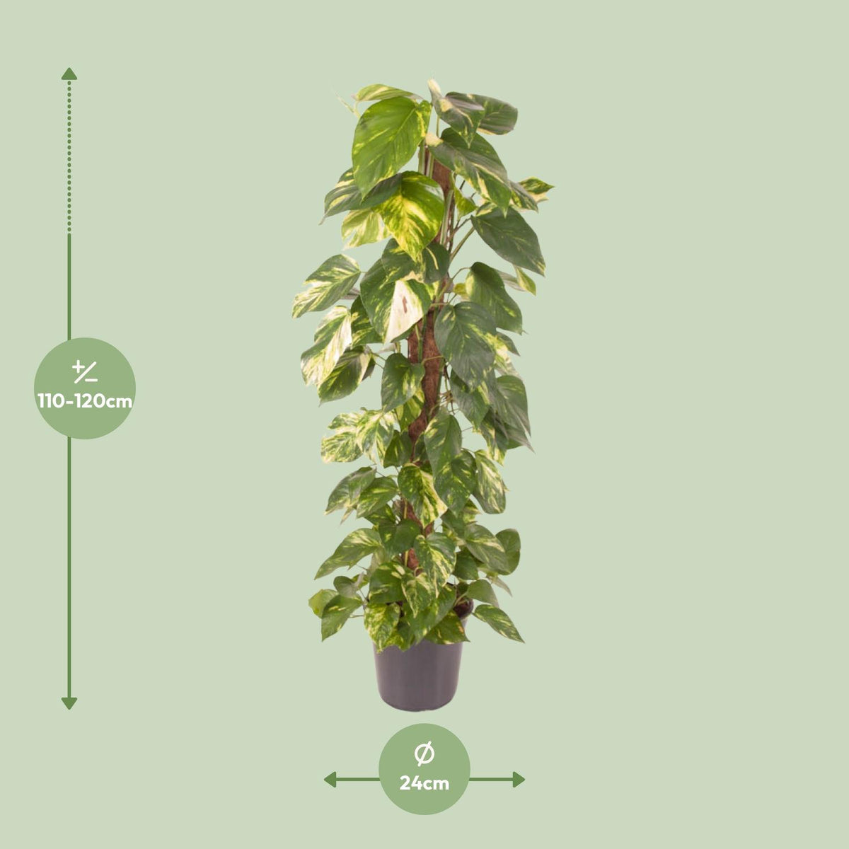 Epipremnum Pinnatum (scindapsus) – Ø24 cm, 120 cm høj