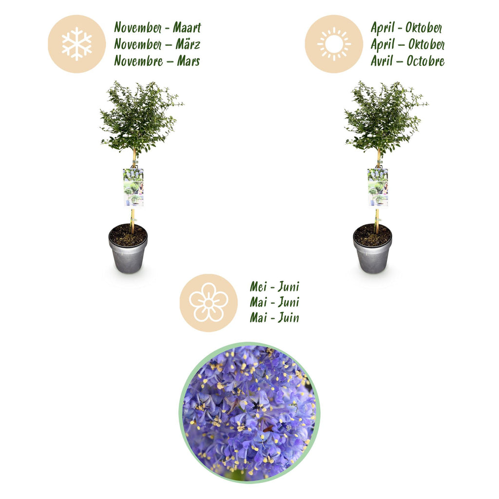 Ceanothus thyrsiflorus repens (Amerikaanse sering) op stam – Ø19 cm, 90 cm hoog – foto 9