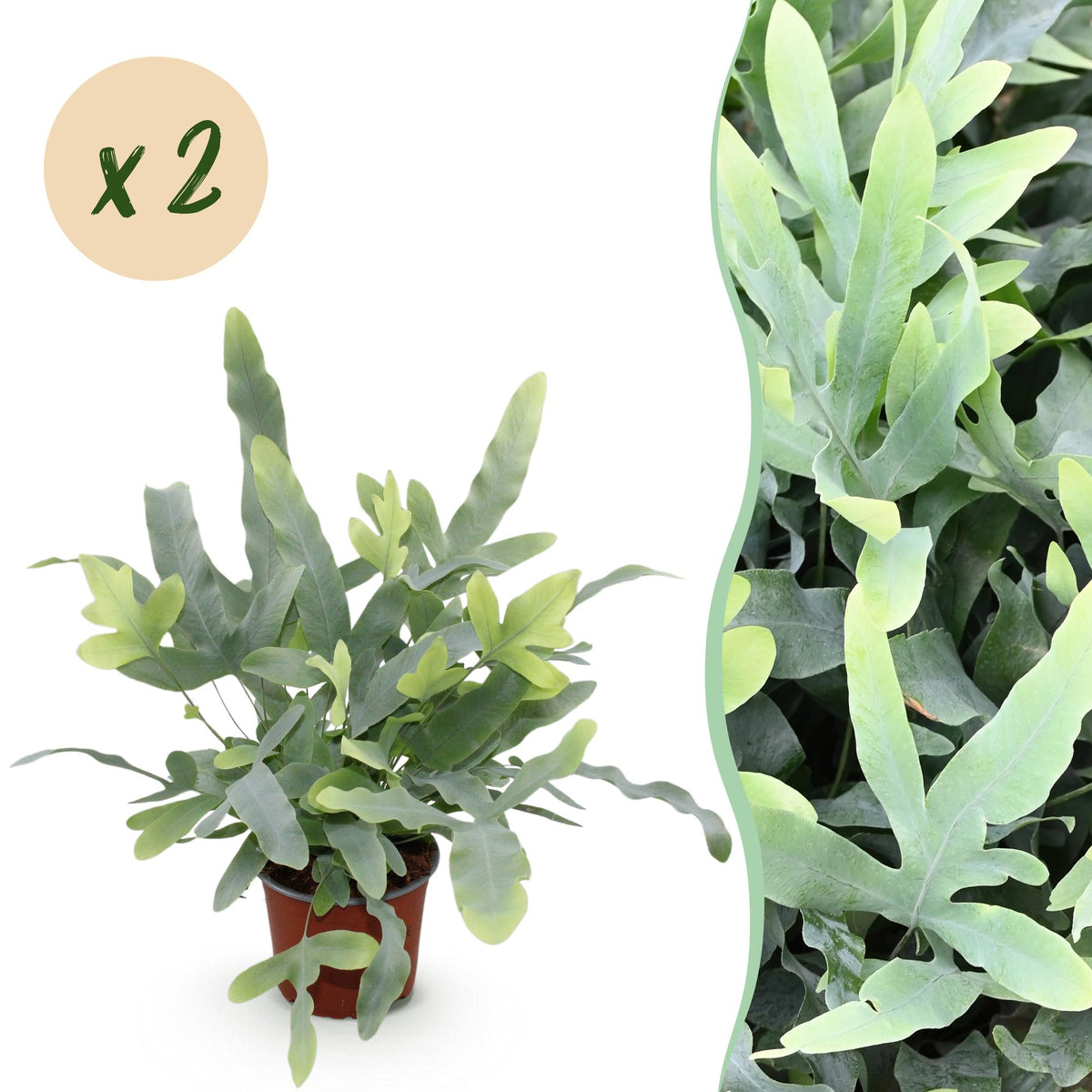 2× Phlebodium aureum Blue Star (blauwvaren) – Ø12 cm, 25–30 cm hoog