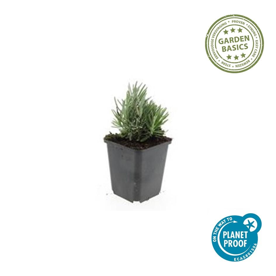 Lavandula angustifolia 'Dwarf Blue' (lavendel) – 6 planten, Ø9 cm, 10–25 cm hoog