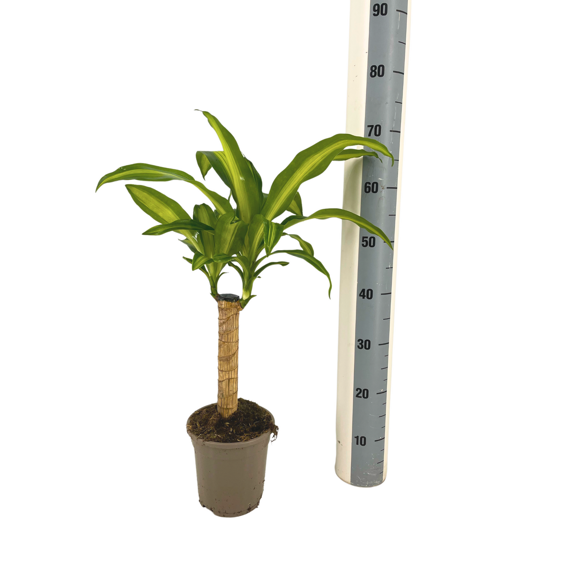 Dracaena fragrans Massangeana (Drachenbaum) – Ø 17 cm, 60–80 cm hoch