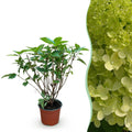 Hydrangea panniculata 'Limelight' (hortensia paniculé) – Ø12 cm, 20–30 cm de haut