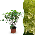 Hydrangea panniculata 'Limelight' (hortensia paniculé) – Ø12 cm, 20–30 cm de haut