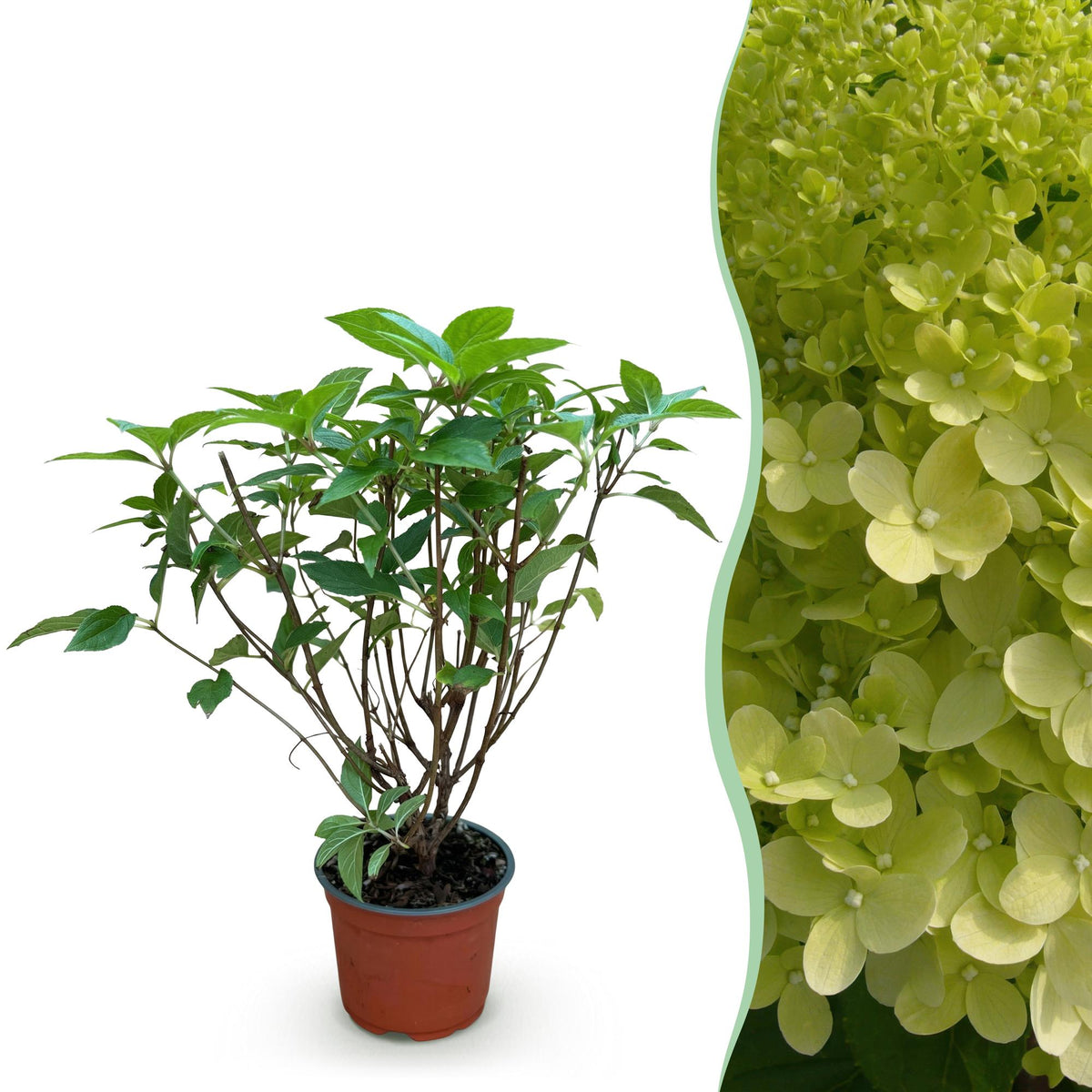 Hydrangea panniculata 'Limelight' (pluimhortensia) – Ø12 cm, 20–30 cm hoog
