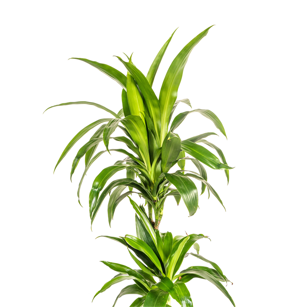 Dracaena Deremensis Lisa (arbre dragonnier) – Ø19 cm, 70–90 cm de haut