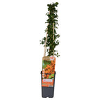 Pyracantha 'Soleil DOr' (Feuerdorn) – Ø15 cm, 65 cm hoch