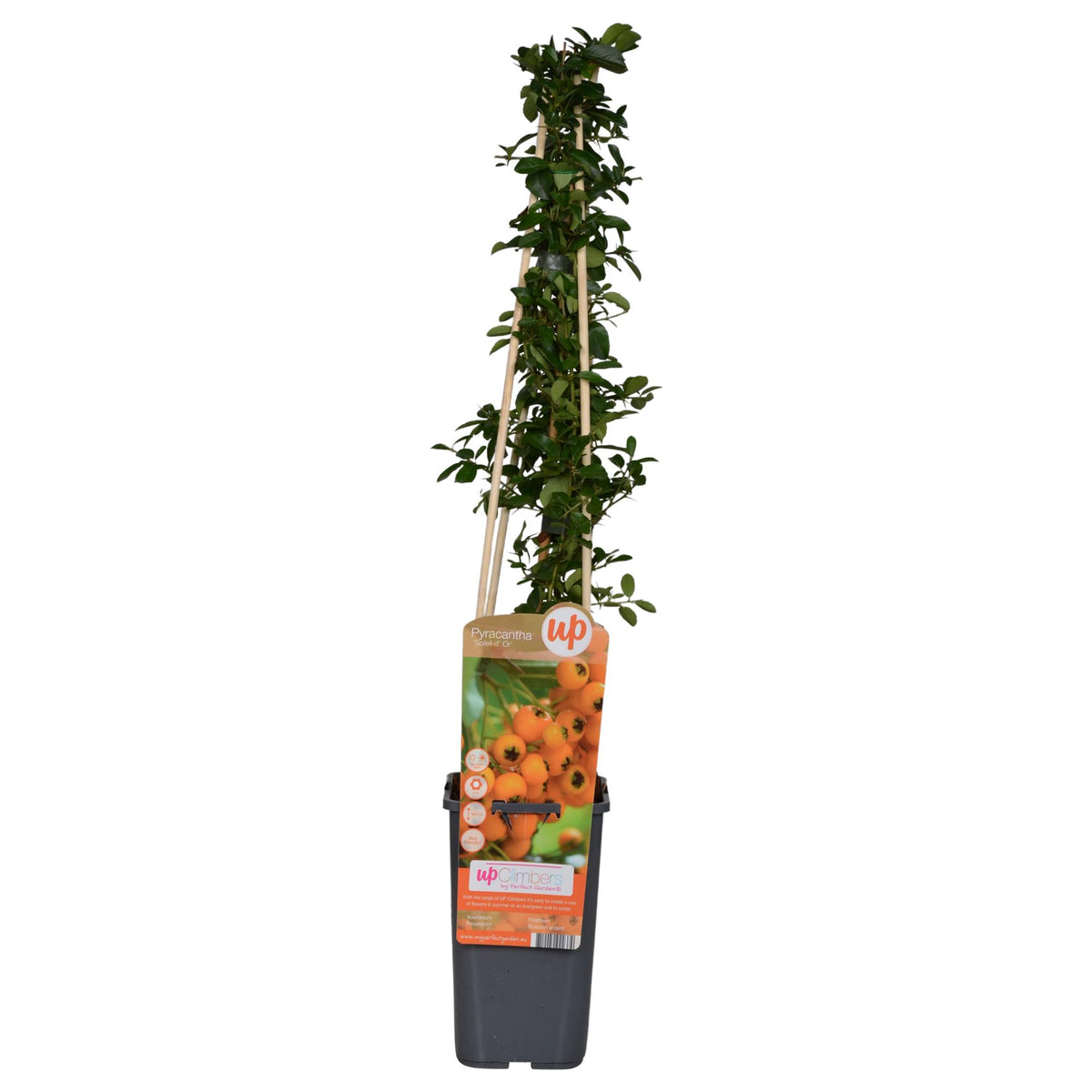 Pyracantha 'Soleil DOr' (firethorn) – Ø15 cm, 65 cm high – photo 2