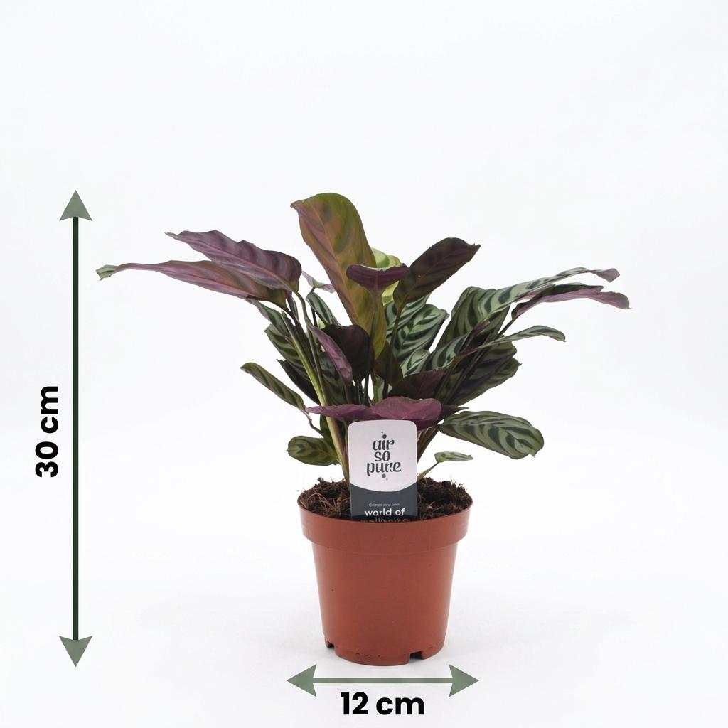 2× Ctenanthe burle-marxii (fishbone plant) with basket – Ø12 cm, 30 cm high – photo 5