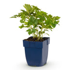 Astilbe chin. 'Pumila' (astilbe) – violet – Ø11 cm, 15–25 cm de haut