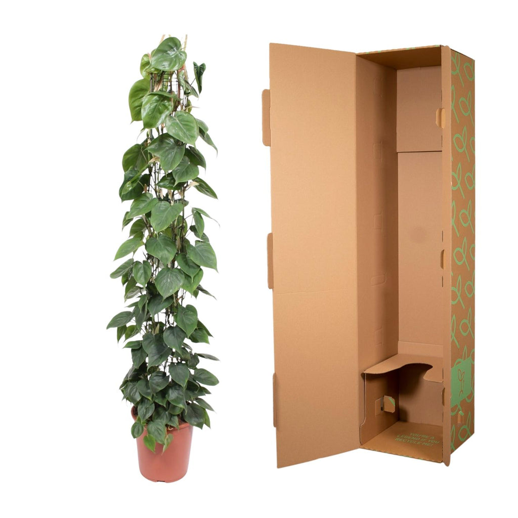 Grillage pour Philodendron scandens – Ø27 cm, 160 cm de haut