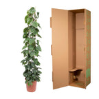 Grillage pour Philodendron scandens – Ø27 cm, 160 cm de haut