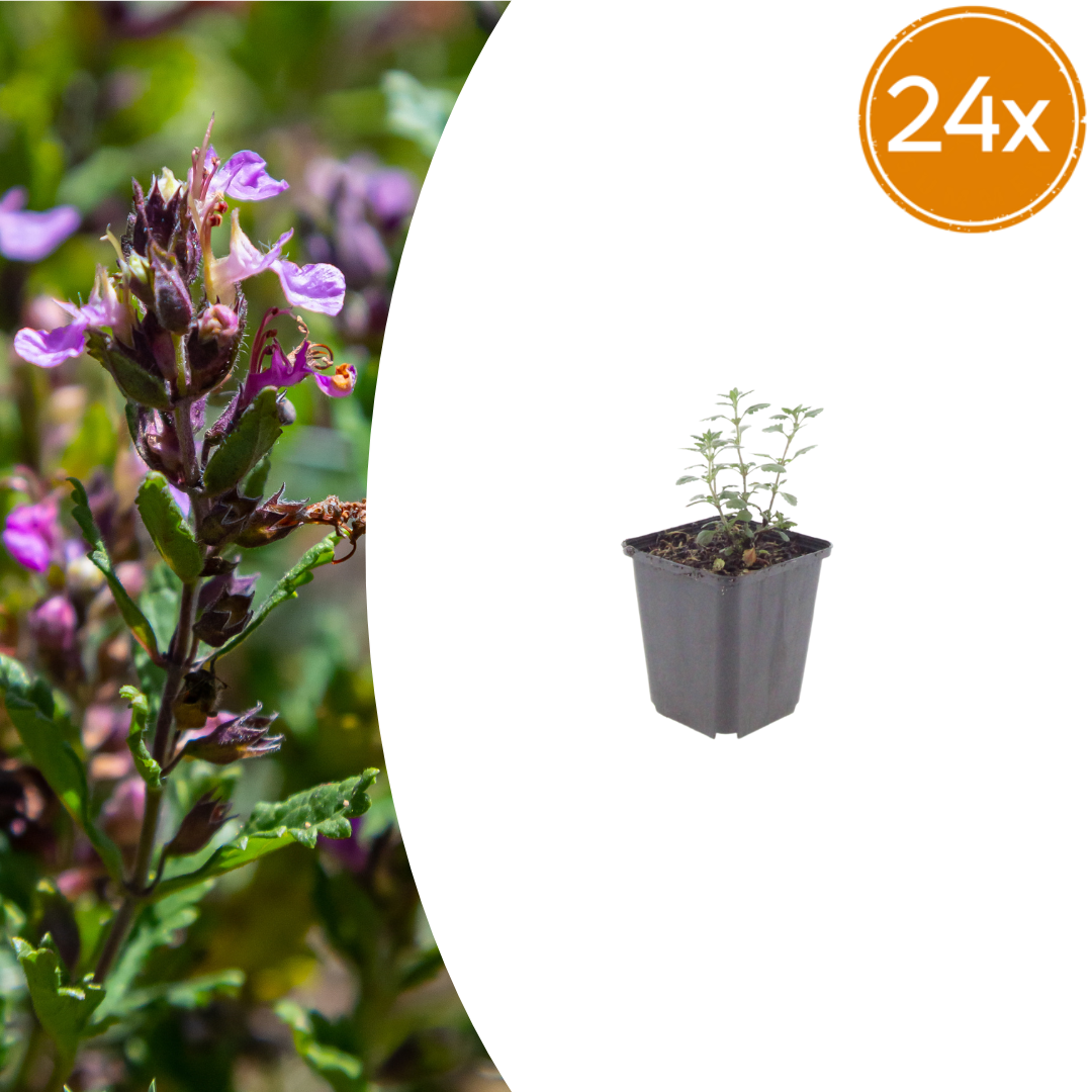 Teucrium lucidrys (Glanz-Gamander) – 24 Pflanzen, Ø 9 cm, 10–25 cm hoch