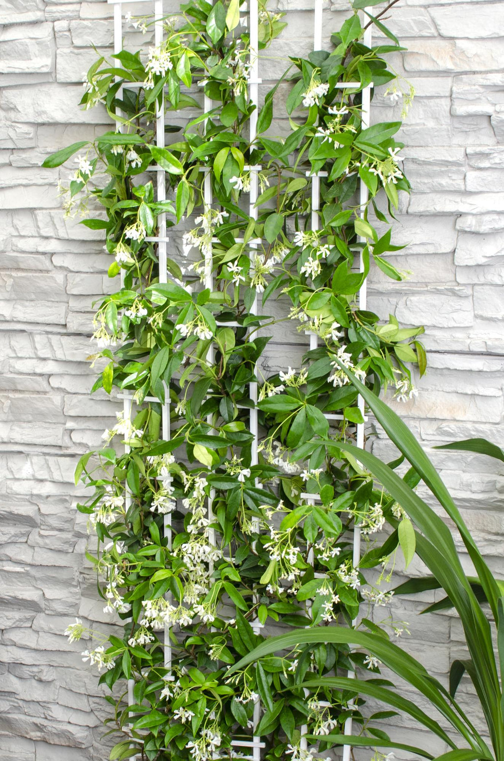 Trachelospermum 'Star Of Venice' (Tuscan jasmine) – Ø15 cm, 65 cm high – photo 5