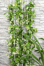 Trachelospermum 'Star Of Venice' (Tuscan jasmine) – Ø15 cm, 65 cm high
