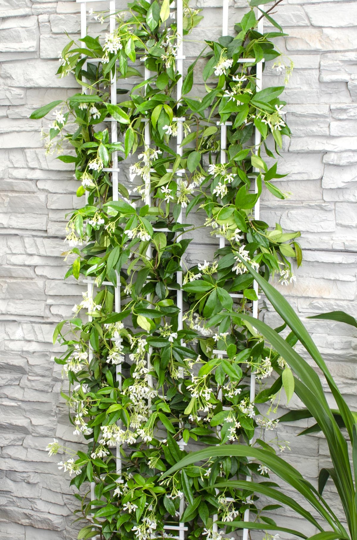 Trachelospermum 'Star Of Venice' (Tuscan jasmine) – Ø15 cm, 65 cm high – photo 5
