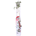 Clematis 'Nubia' (Virgin's Bower) – Ø15 cm, 65 cm high