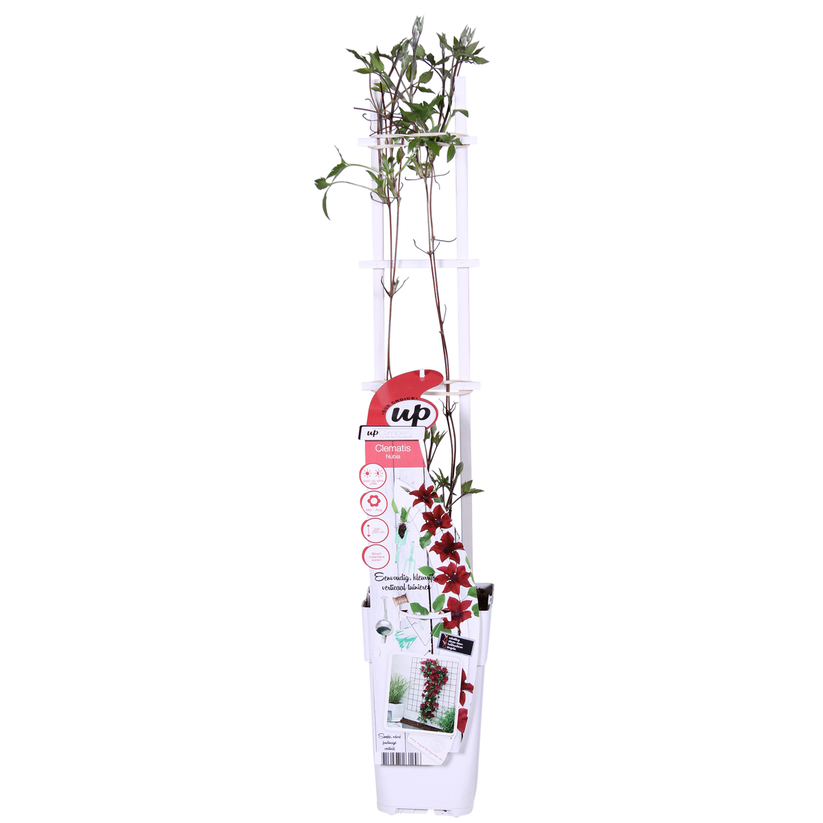 Clematis 'Nubia' (bosrank) – Ø15 cm, 65 cm hoog