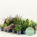 24× Plantenmix – Ø9 cm, 10 cm hoog