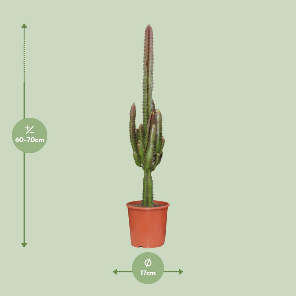 Euphorbia Trigona Rubra – Ø17 cm, 70 cm de haut