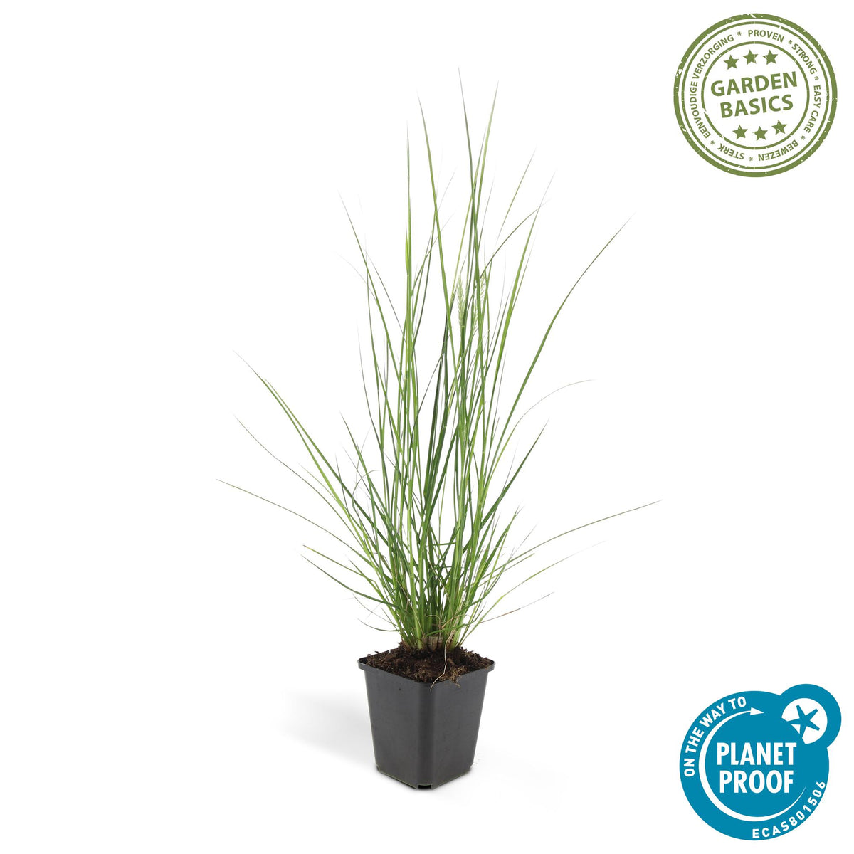 Pennisetum alopecuroides 'Hameln' (fountain grass) – 6 plants, Ø9 cm, 10–25 cm high – photo 3
