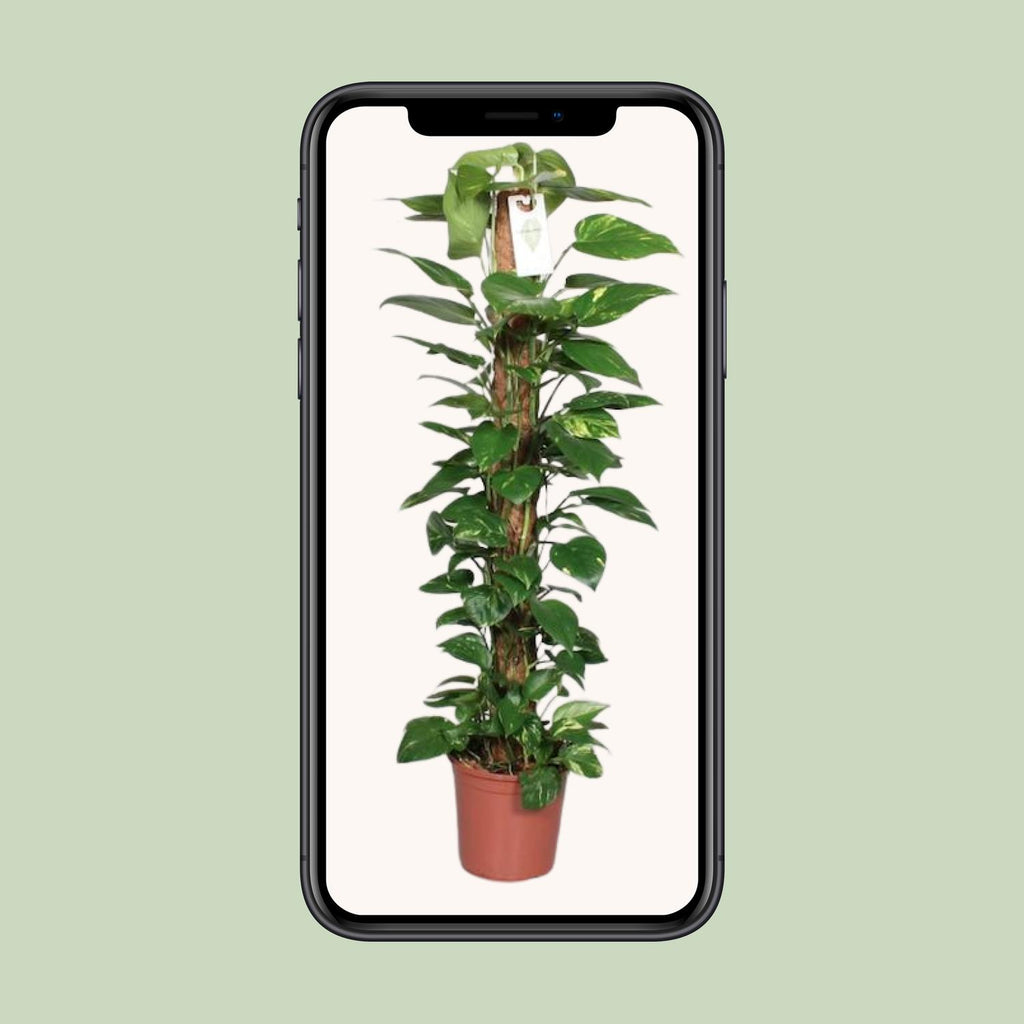 Epipremnum Pinnatum 120cm (scindapsus) – Ø24 cm, 120 cm hoog