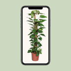 Epipremnum Pinnatum 120cm (scindapsus) – Ø24 cm, 120 cm hoog