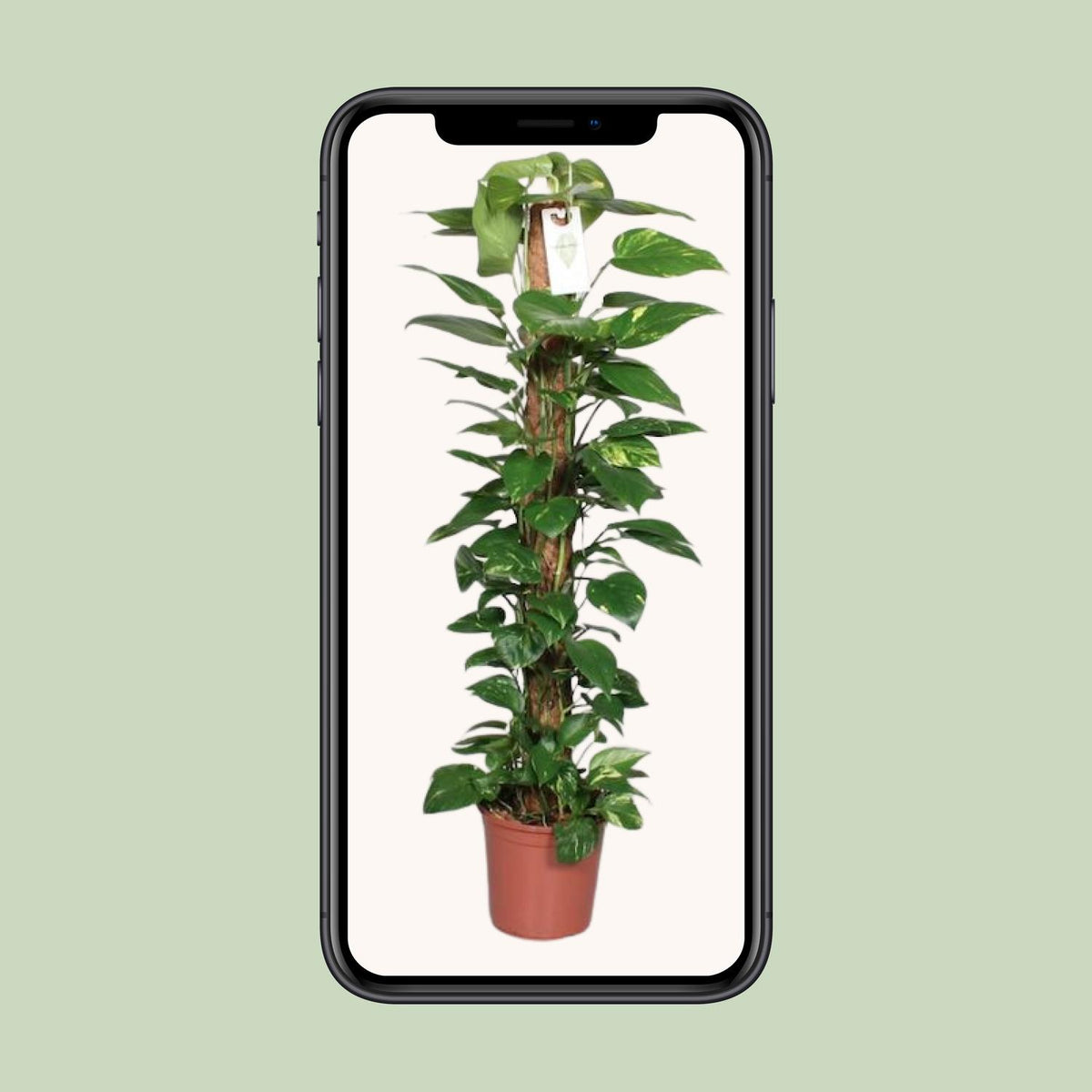 Epipremnum Pinnatum 120cm (scindapsus) – Ø24 cm, 120 cm hoog