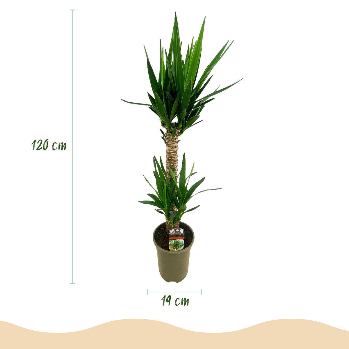 Yucca elephantipes – Ø19 cm, 95 cm hoog