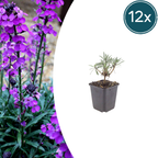 Erysimum 'Bowles Mauve' (Alpen-Mannstreu) – 12 Pflanzen, Ø9 cm, 10–25 cm hoch