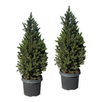 2× Picea glauca Conica (kerstboompje) – Ø23 cm, 80 cm hoog