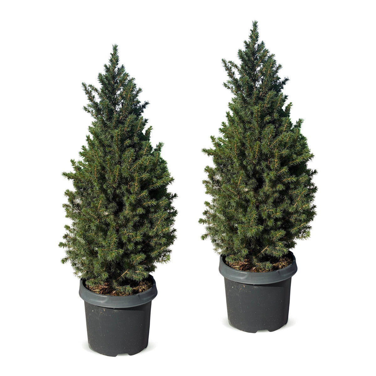 2× Picea glauca Conica (kerstboompje) – Ø23 cm, 80 cm hoog