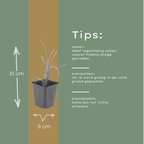 Hemerocallis 'Stella De Oro' (Taglilie) – 12 Pflanzen, Ø9 cm, 10–25 cm hoch