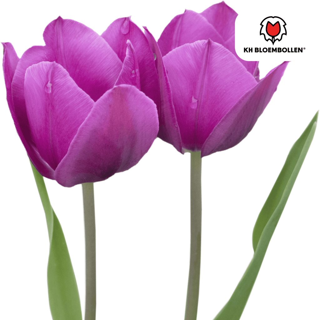 Tulp 'Purple Prince' – 20 bloembollen (bolmaat 11/12)