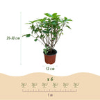 Hydrangea panniculata 'Limelight' (hortensia paniculé) – Ø12 cm, 20–30 cm de haut