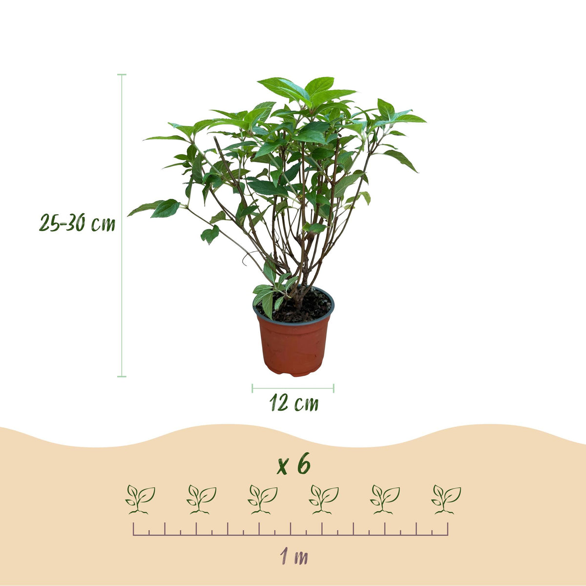 Hydrangea panniculata 'Limelight' (pluimhortensia) – Ø12 cm, 20–30 cm hoog