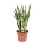 Sansevieria trifasciata Laurentii (svigermors tunge) – Ø25 cm, 85 cm høj
