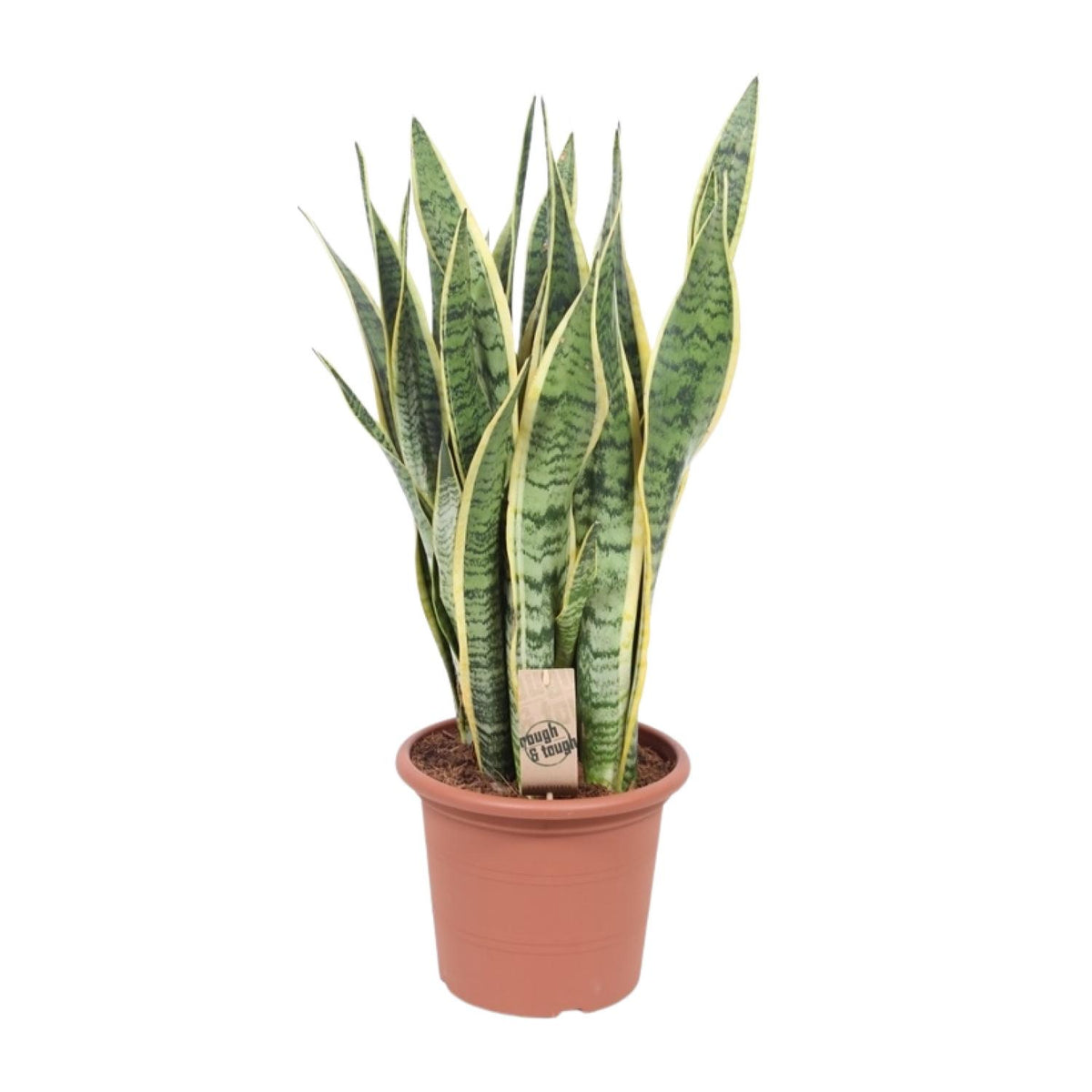 Sansevieria trifasciata Laurentii (svigermors tunge) – Ø25 cm, 85 cm høj