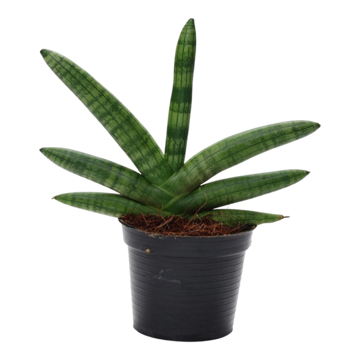 Sansevieria Skyline (svigermors tunge) – Ø10 cm, 25 cm høj