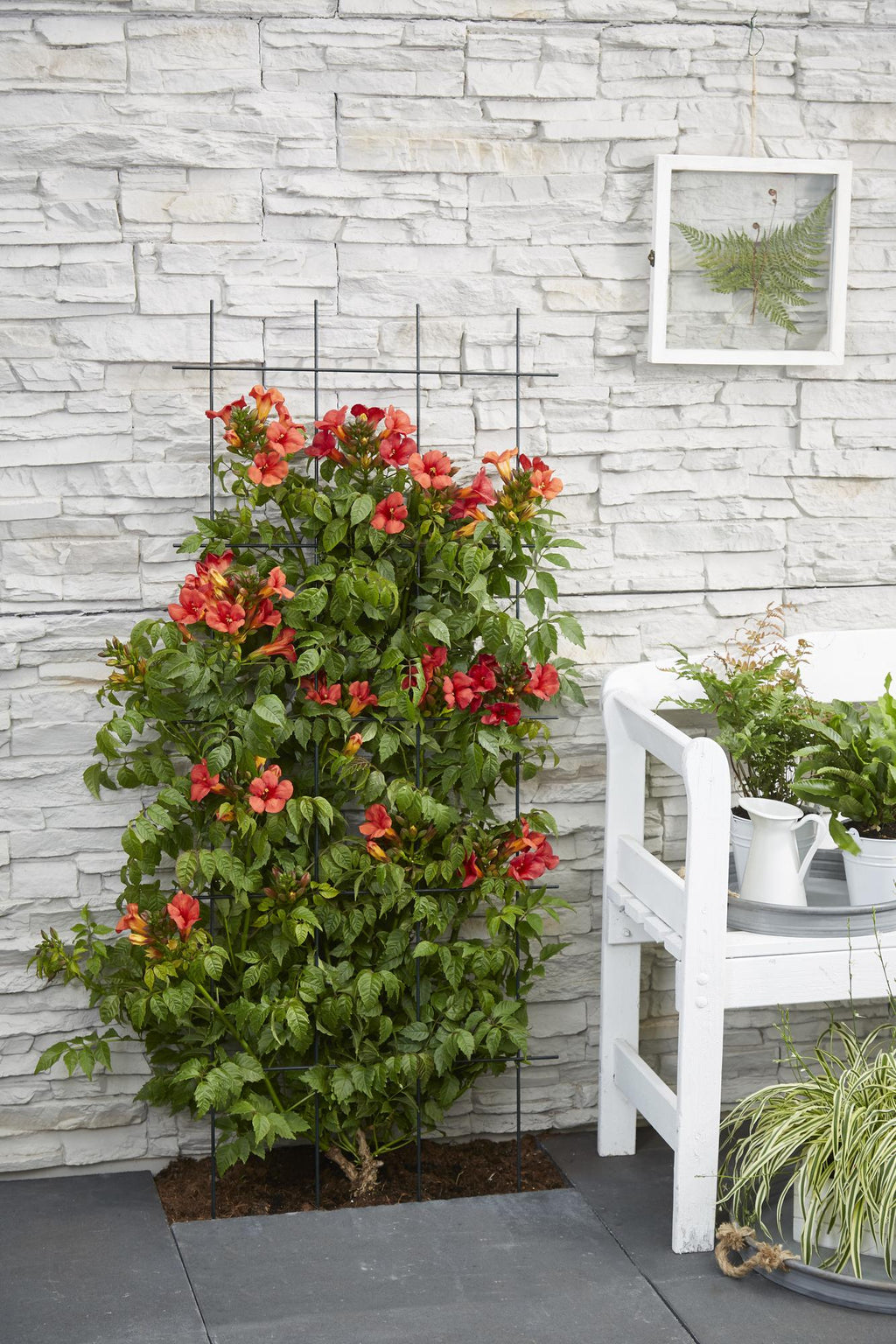 Campsis 'Summer Jazz Fire Trumpet' (trumpet creeper) – 2 plants, Ø15 cm, 65 cm high – photo 2