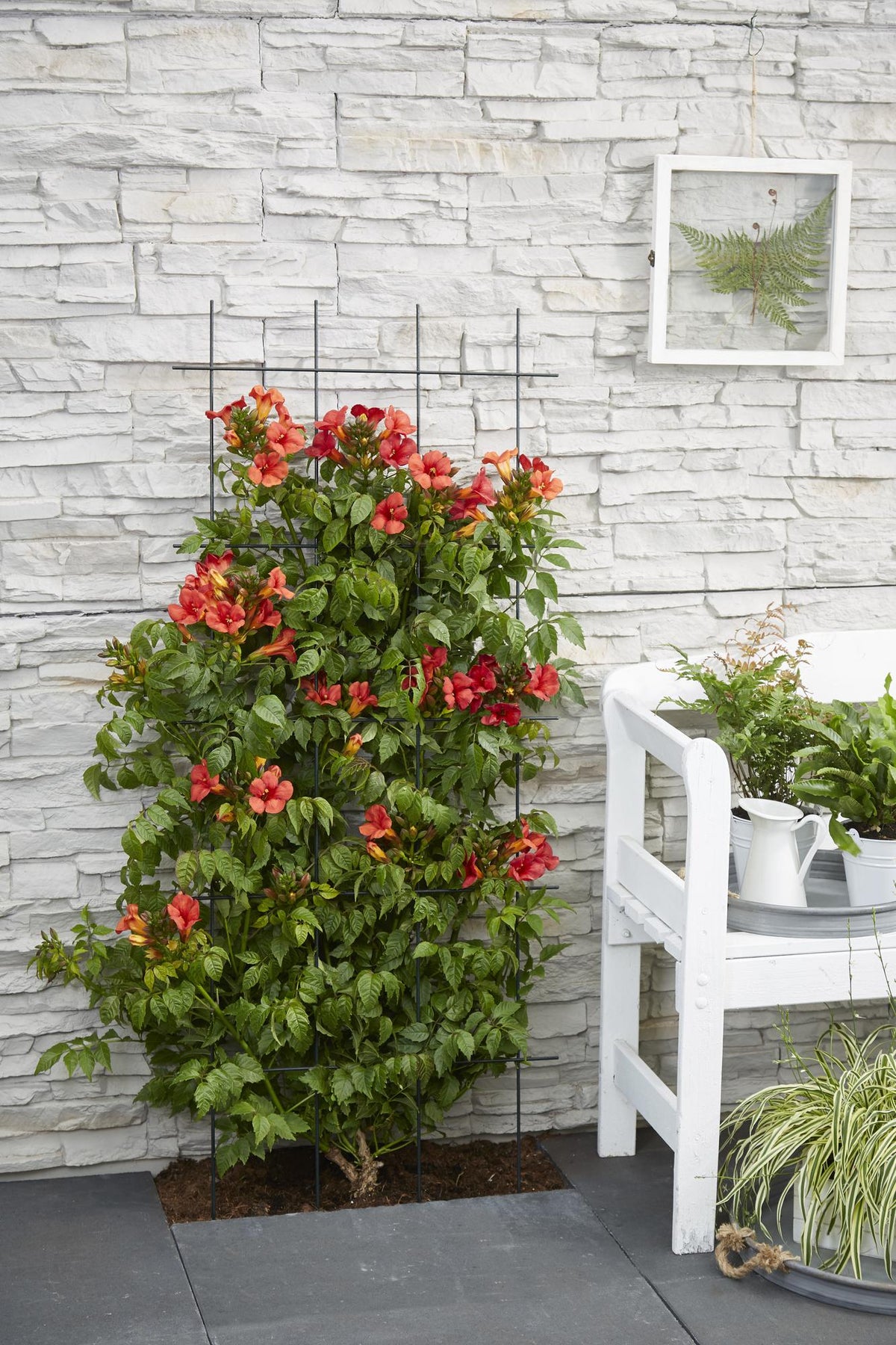 Campsis 'Summer Jazz Fire Trumpet' (trumpet creeper) – 2 plants, Ø15 cm, 65 cm high – photo 2