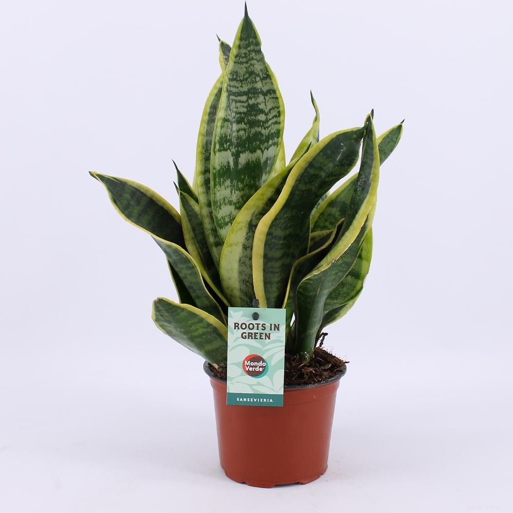 Sansevieria Futura Superba (vrouwentong) – Ø12 cm, 35 cm hoog