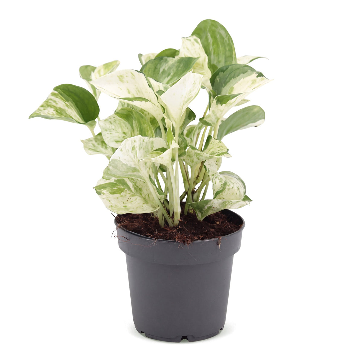 Epipremnum Manjula (scindapsus) – Ø12 cm, 25 cm høj