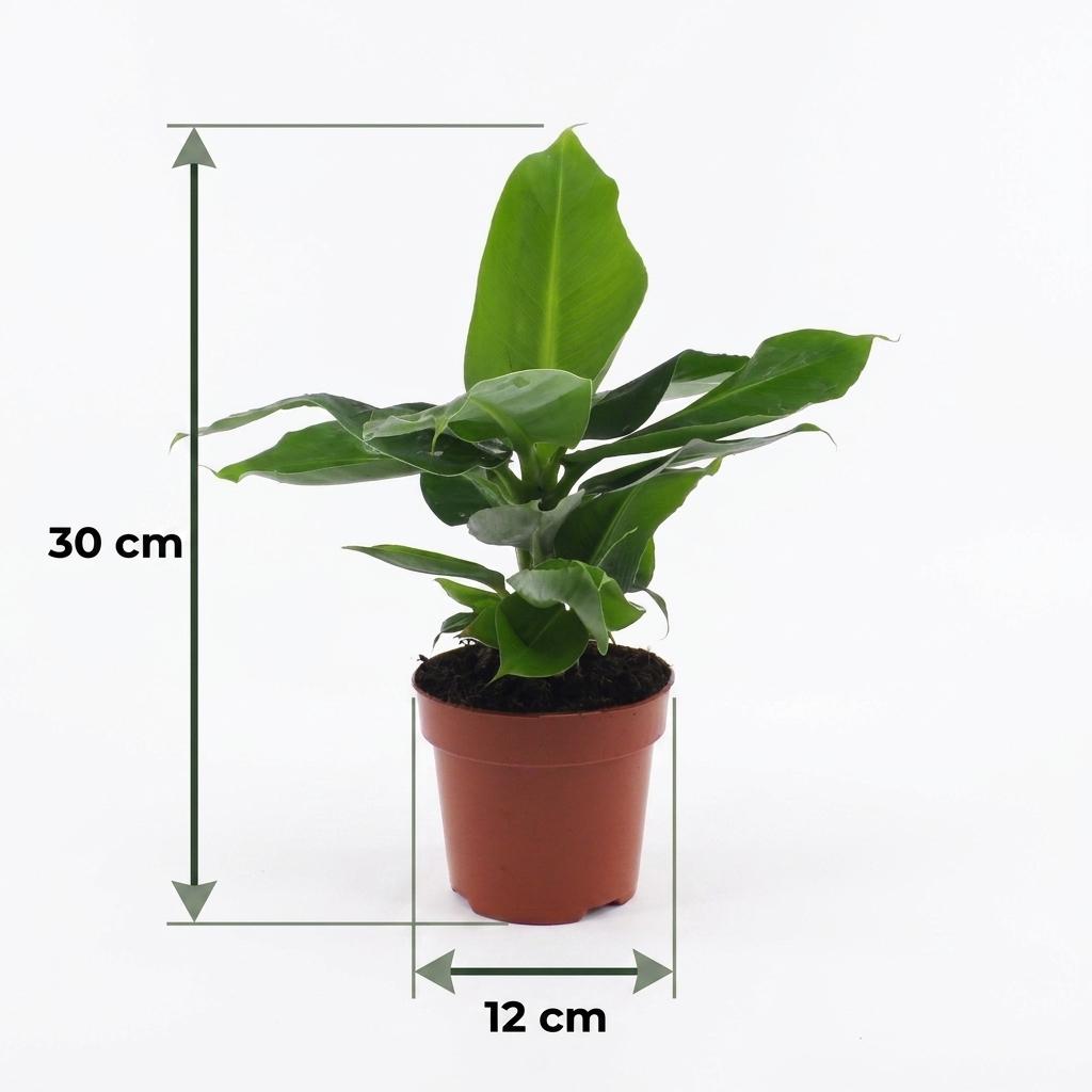 4× Musa Oriental Dwarf (plante banane) en pot décoratif blanc – Ø12 cm, 30 cm de haut