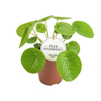 Pilea peperomioides (Pannkuchenpflanze) – Ø 13 cm, 20 cm hoch