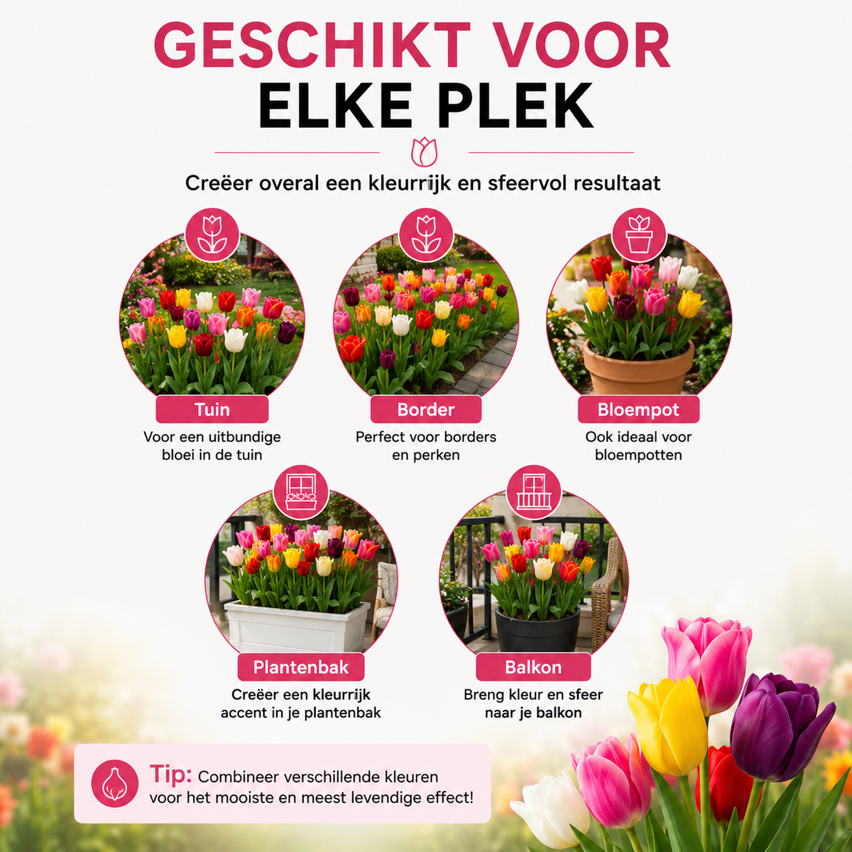 Tulpenmix – 20 bloembollen (bolmaat 11/12)