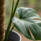 Monstera deliciosa (gatenplant) in Potter-sierpot grijs – Ø19 cm, 90 cm hoog