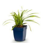 Carex morrowii 'Ice Dance' (Japanese sedge) – Ø11 cm, 15–25 cm high
